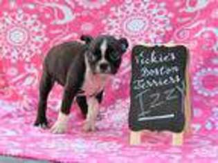 Boston Terrier Puppy for sale in Sasakwa, OK, USA