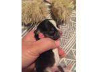 Chihuahua Puppy for sale in Minford, OH, USA