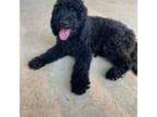 Goldendoodle Puppy for sale in Marshall, TX, USA