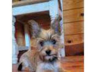 Cairn Terrier Puppy for sale in Grand Saline, TX, USA
