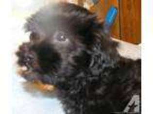 Havanese Puppy for sale in MOUNT PLEASANT, PA, USA