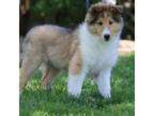 Collie Puppy for sale in Dryden, VA, USA