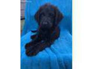 Labradoodle Puppy for sale in Wilmington, NC, USA