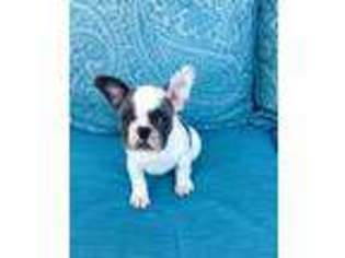 French Bulldog Puppy for sale in Oceanside, CA, USA