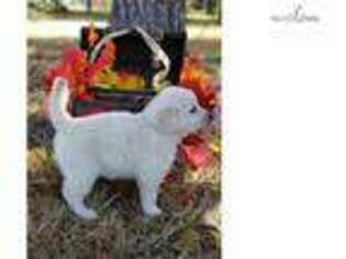 Golden Retriever Puppy for sale in Gainesville, FL, USA