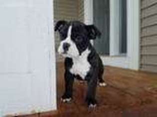 Olde English Bulldogge Puppy for sale in Andover, MN, USA
