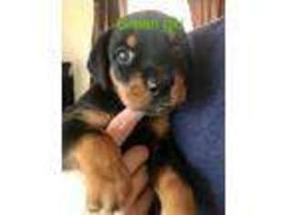 Rottweiler Puppy for sale in Culver, OR, USA
