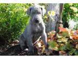 Great Dane Puppy for sale in Economy, IN, USA