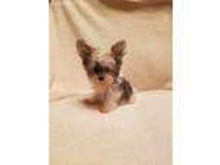 Yorkshire Terrier Puppy for sale in Claxton, GA, USA