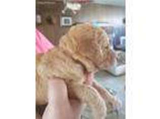 Goldendoodle Puppy for sale in Santa Maria, CA, USA