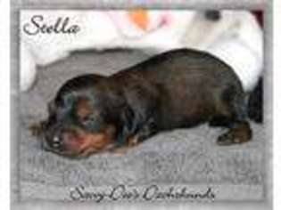 Dachshund Puppy for sale in Searcy, AR, USA