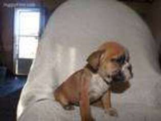 Miniature Bulldog Puppy for sale in Stella, MO, USA