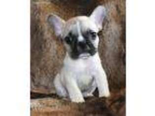 French Bulldog Puppy for sale in Fair Grove, MO, USA
