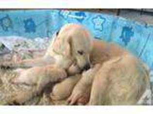 Golden Retriever Puppy for sale in KNOTTS ISLAND, NC, USA