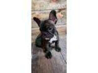 French Bulldog Puppy for sale in Tonganoxie, KS, USA