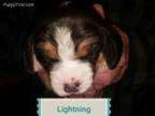 Beagle Puppy for sale in Granite Falls, WA, USA