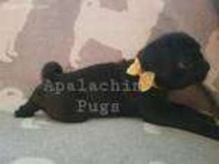 Pug Puppy for sale in Apalachin, NY, USA