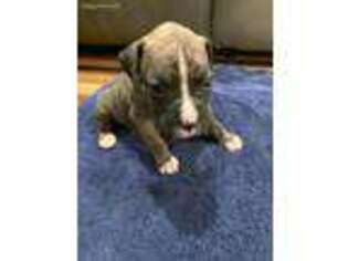 Boxer Puppy for sale in Lanham, MD, USA
