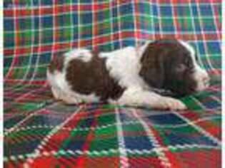 Brittany Puppy for sale in Camden, IN, USA