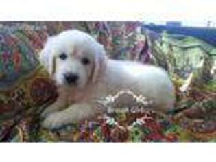 Mutt Puppy for sale in Georgetown, IN, USA