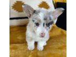 Pembroke Welsh Corgi Puppy for sale in Jefferson City, TN, USA