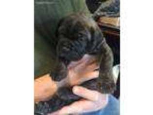 Bullmastiff Puppy for sale in Henryville, IN, USA