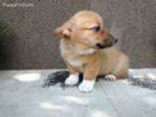 Pembroke Welsh Corgi Puppy for sale in Corydon, IN, USA