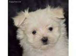 Maltese Puppy for sale in Shipshewana, IN, USA