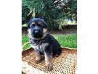German Shepherd Dog Puppy for sale in Walla Walla, WA, USA