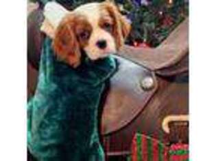 Cavalier King Charles Spaniel Puppy for sale in Atlanta, TX, USA