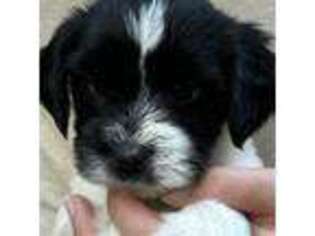Tibetan Terrier Puppy for sale in Zanesville, OH, USA