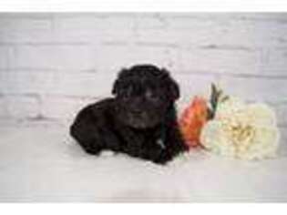 Havanese Puppy for sale in Atwood, IL, USA