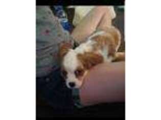 Cavalier King Charles Spaniel Puppy for sale in Axton, VA, USA