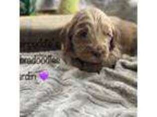 Labradoodle Puppy for sale in Greycliff, MT, USA