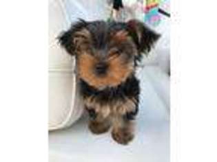 Yorkshire Terrier Puppy for sale in Saint Clair Shores, MI, USA