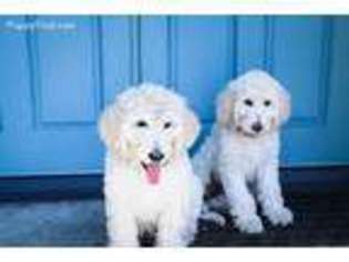 Labradoodle Puppy for sale in Laguna Niguel, CA, USA