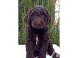 Labradoodle Puppy for sale in TOLEDO, OH, USA