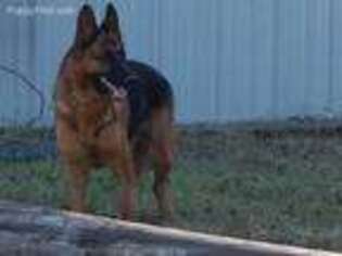 German Shepherd Dog Puppy for sale in Van Alstyne, TX, USA