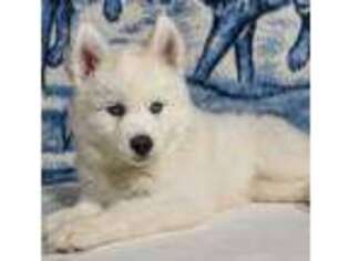 Siberian Husky Puppy for sale in Dryden, VA, USA