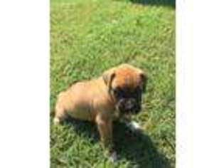 Boxer Puppy for sale in Weatherford, TX, USA