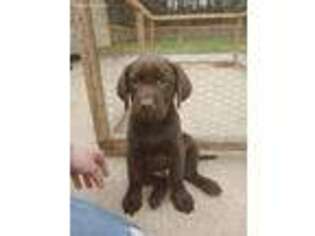 Labrador Retriever Puppy for sale in Wisconsin Rapids, WI, USA