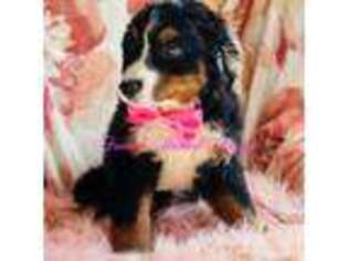 Bernese Mountain Dog Puppy for sale in Newport, TN, USA