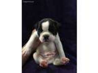 Boston Terrier Puppy for sale in Dewittville, NY, USA