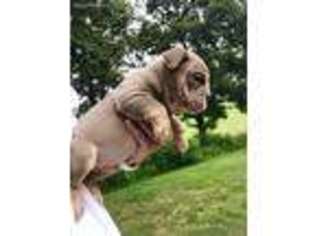 Bulldog Puppy for sale in Crane, MO, USA