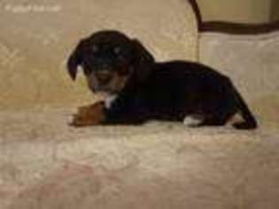 Dachshund Puppy for sale in Rossville, GA, USA