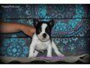 French Bulldog Puppy for sale in Port Orange, FL, USA
