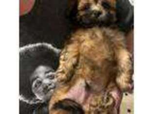Shih-Poo Puppy for sale in Worcester, MA, USA