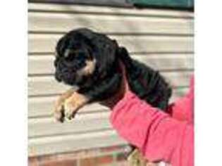 Bulldog Puppy for sale in Wytheville, VA, USA