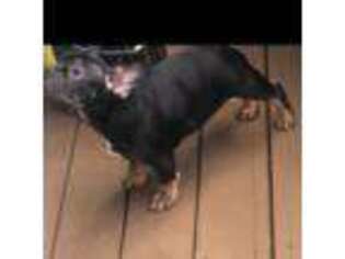 French Bulldog Puppy for sale in Lynnwood, WA, USA