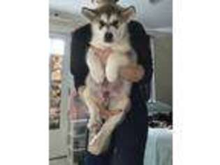 Alaskan Malamute Puppy for sale in Frankfort, KY, USA